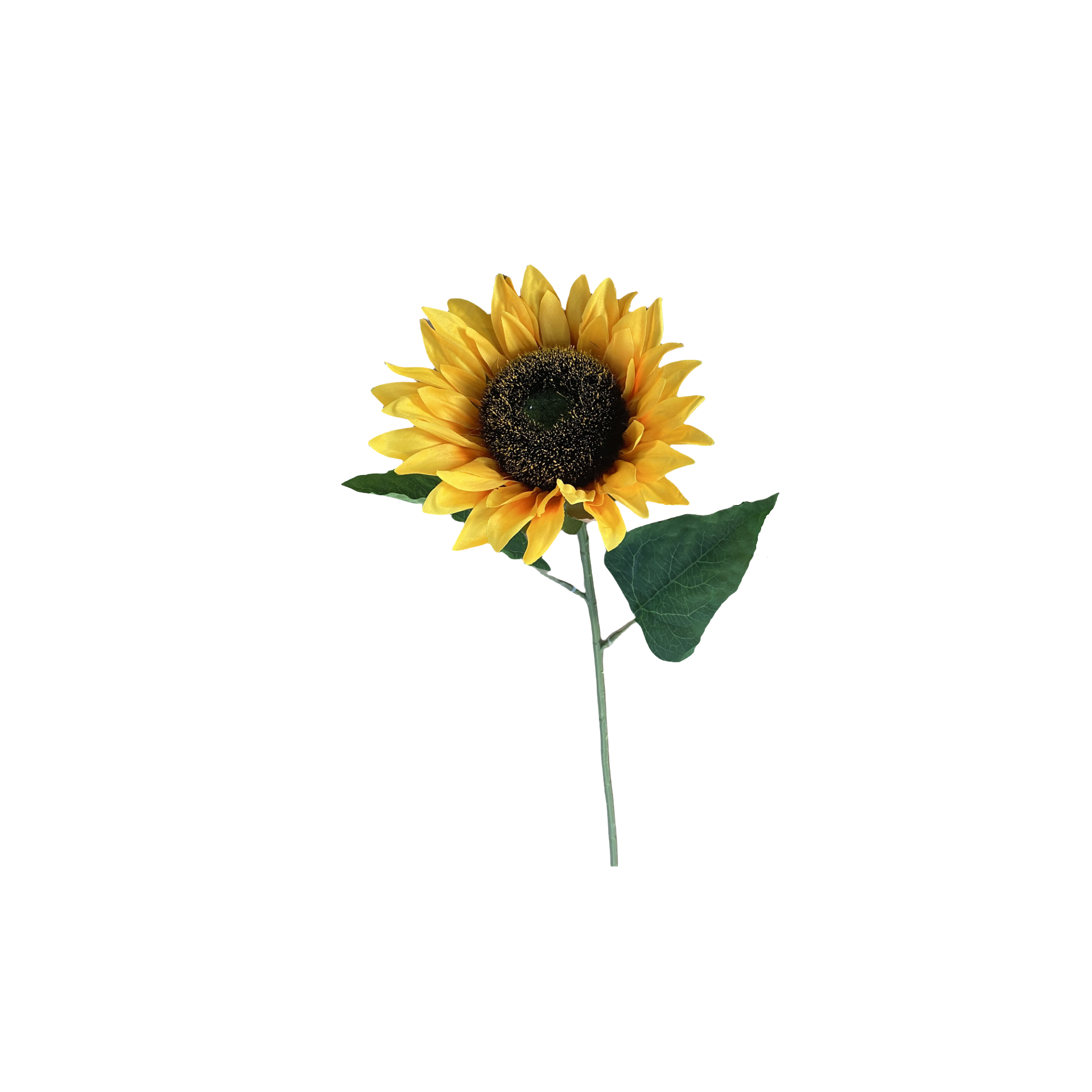 Tournesol